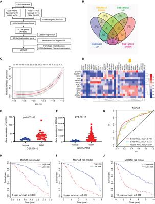 Matrix Remodeling-Associated Protein 8 as a Novel Indicator Contributing to Glioma Immune Response by Regulating Ferroptosis